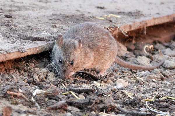 Astuces pour se débarrasser des rats sur Paris