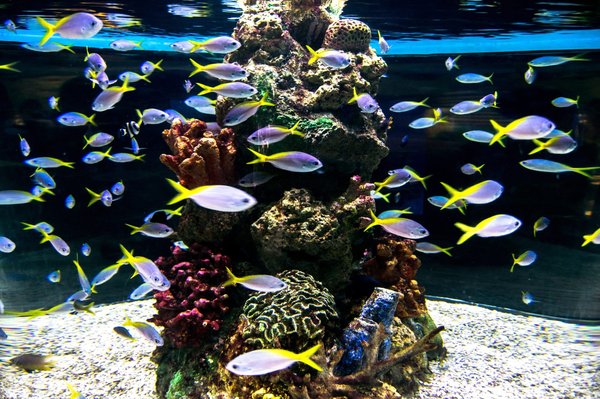 Quels types de poissons élever dans son aquarium?